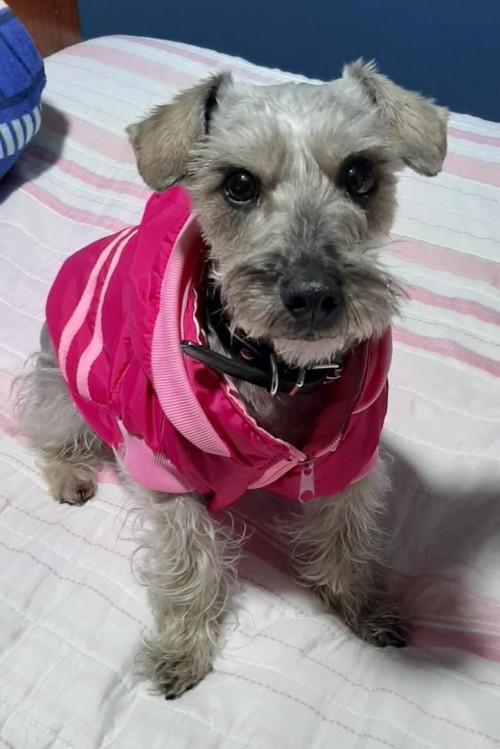 Lulú