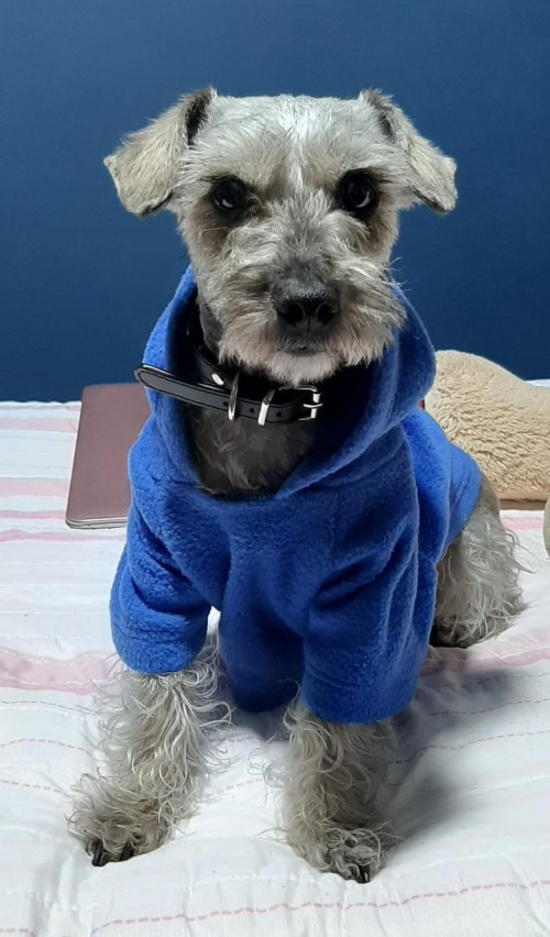 Lulú
