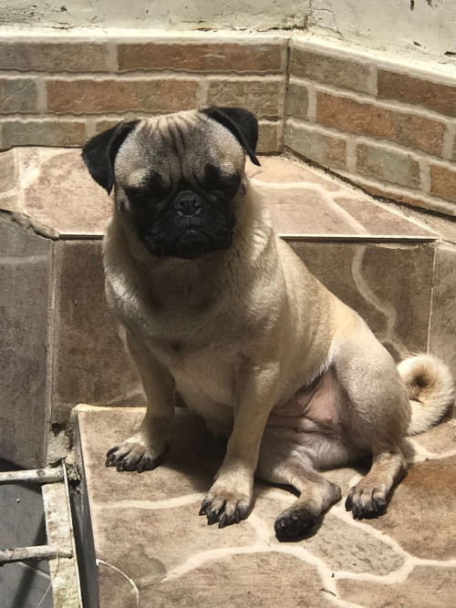 Princesa