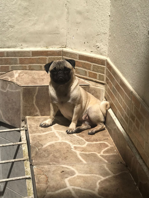 Princesa
