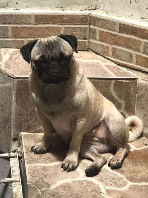Princesa