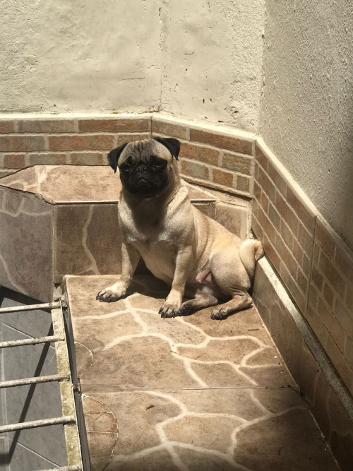 Princesa