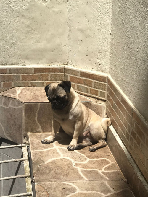 Princesa