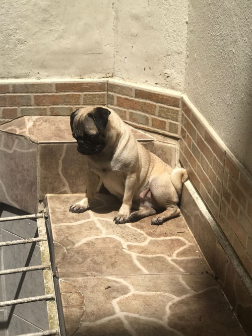 Princesa