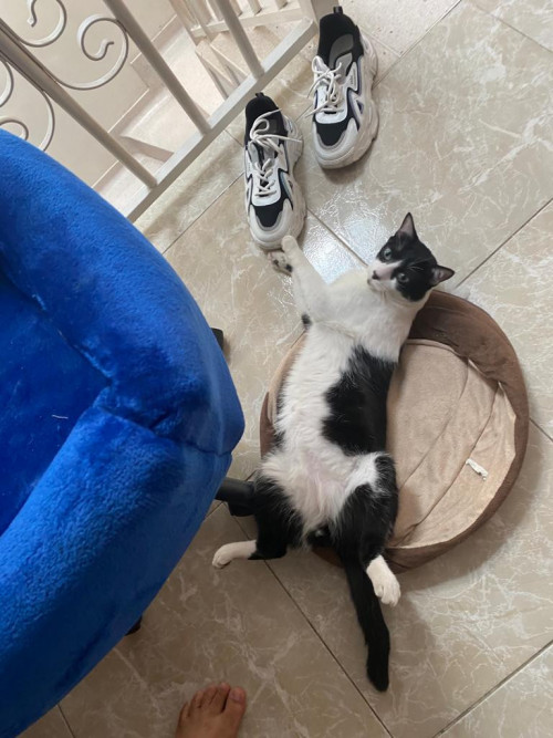 Oreo
