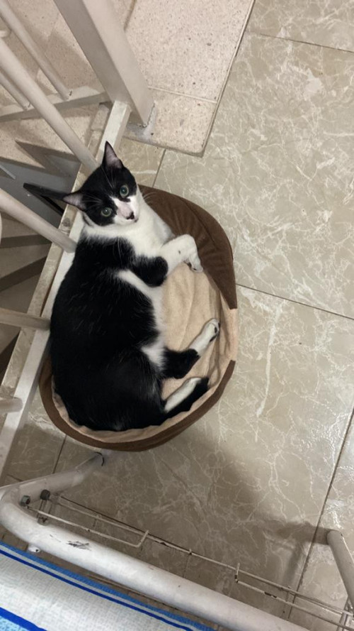 Oreo