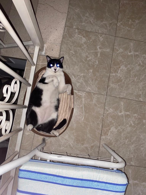 Oreo