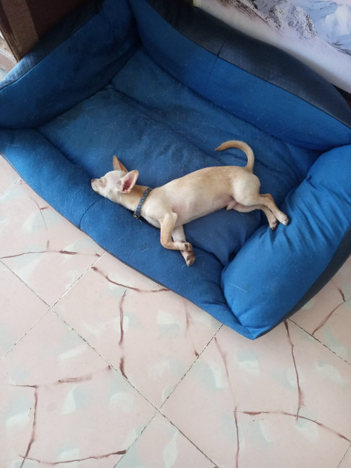 Pinky