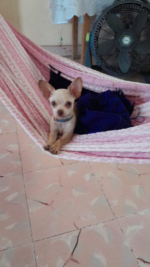 Pinky