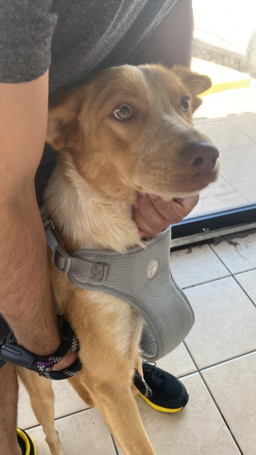 Dakota