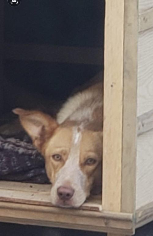 Dakota
