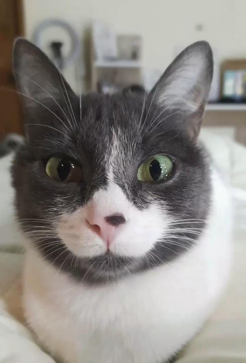 Julieta
