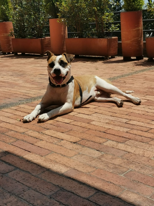 Enzo