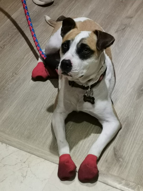 Enzo