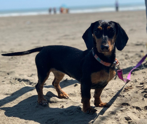 Lilo