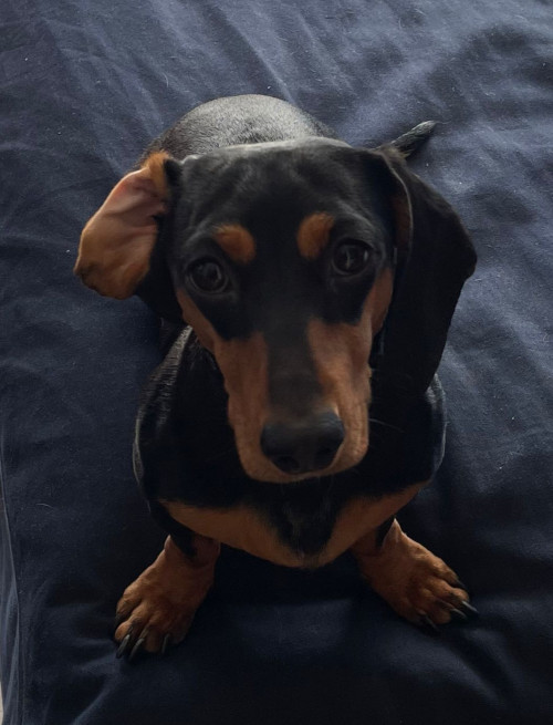 Lilo