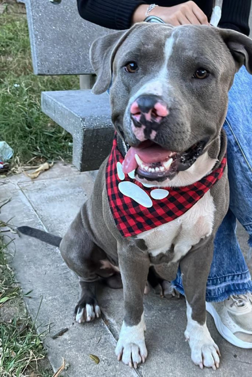 Odin
