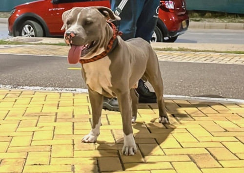 Odin