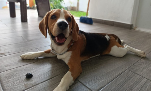 Duke