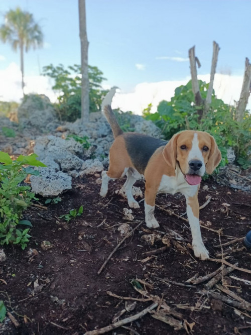Duke