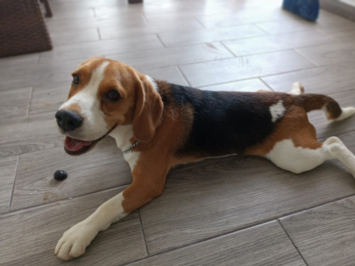 Duke