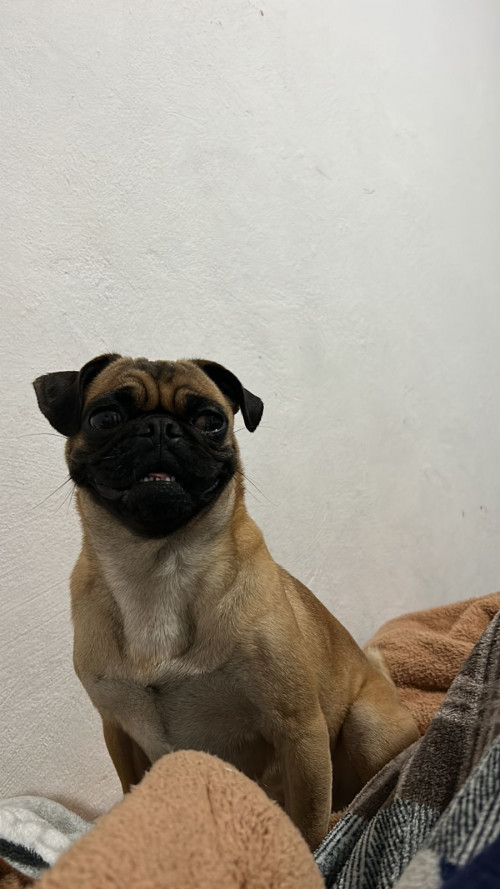 Bola