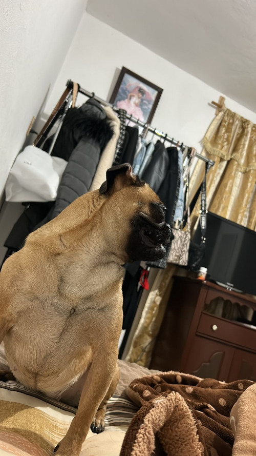 Bola