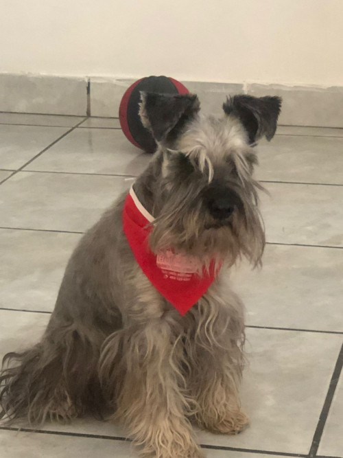Bigotes