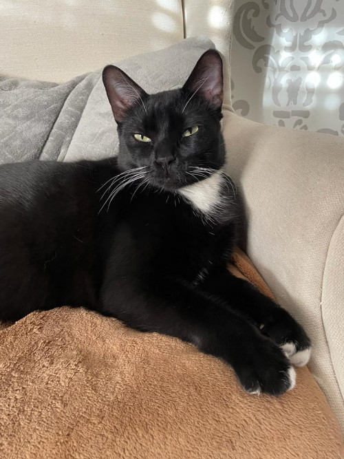 Blacky