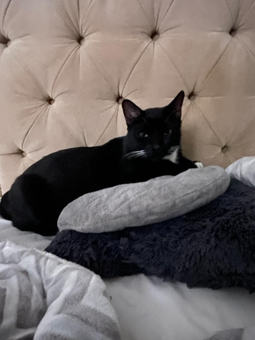 Blacky