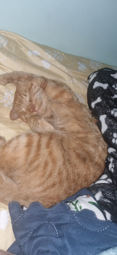 Oliver