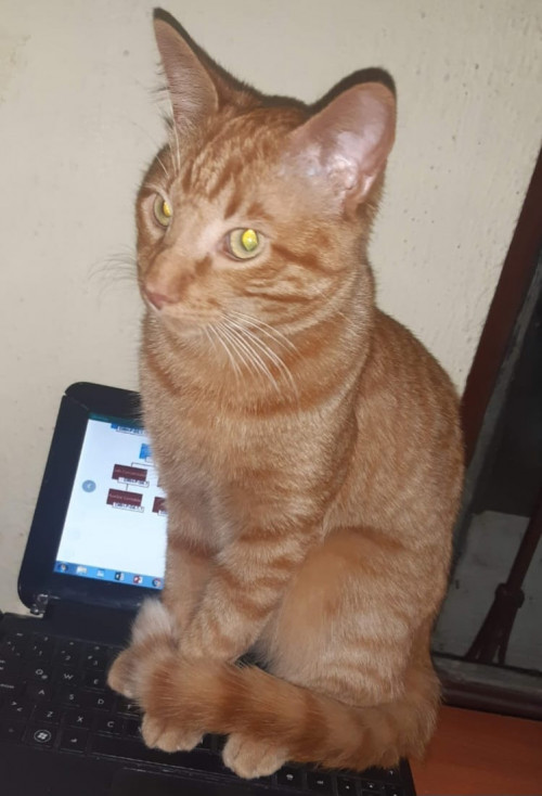 Oliver