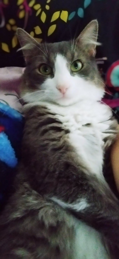 Tommy