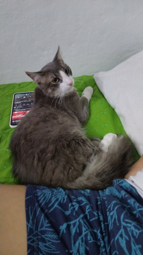 Tommy