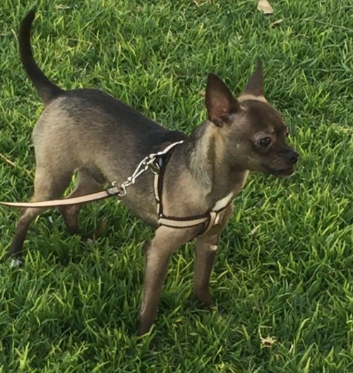 Bruno