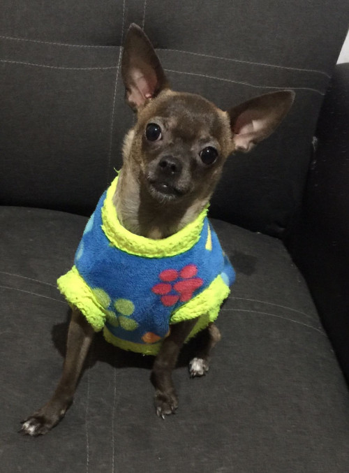 Bruno