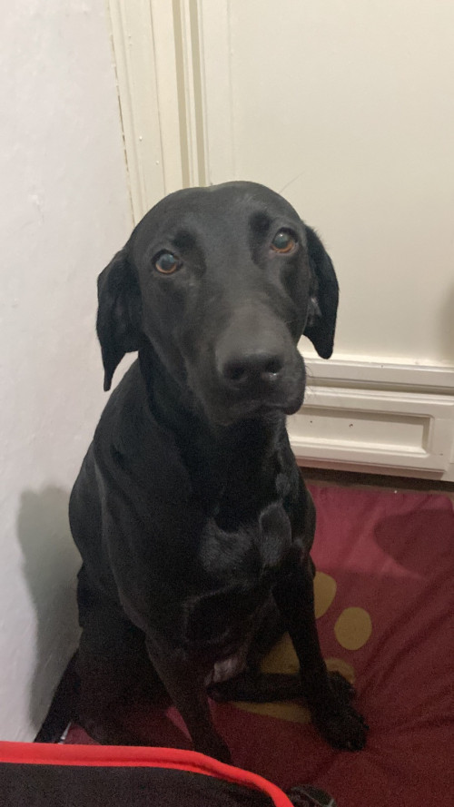 Bella