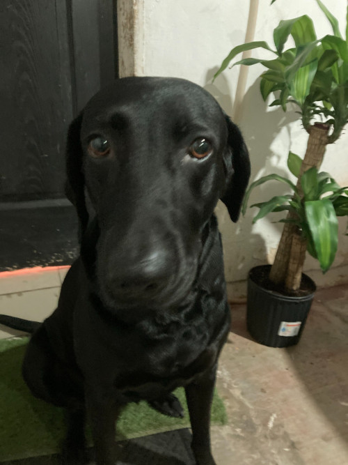 Bella