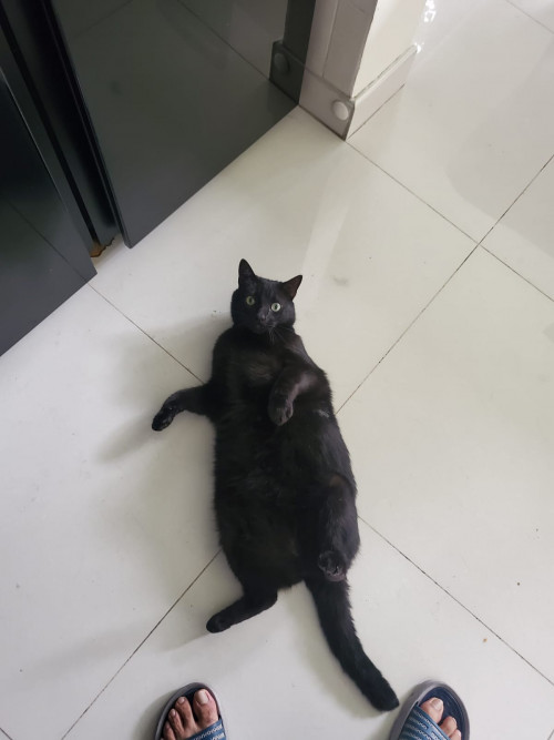 Tliltik
