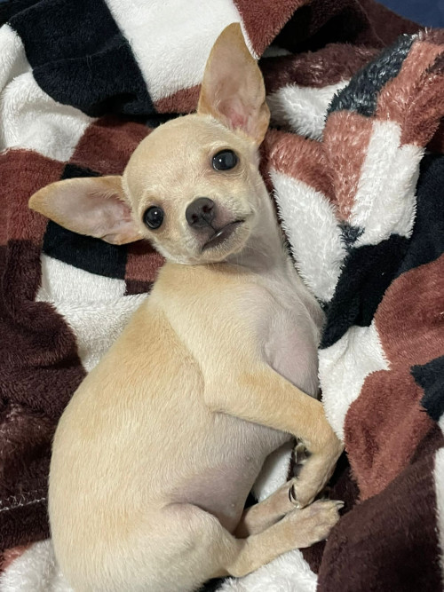Mia