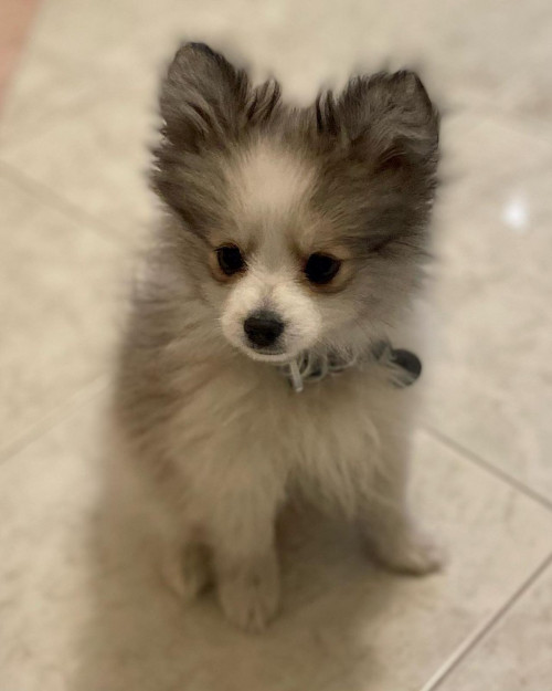 Kuma