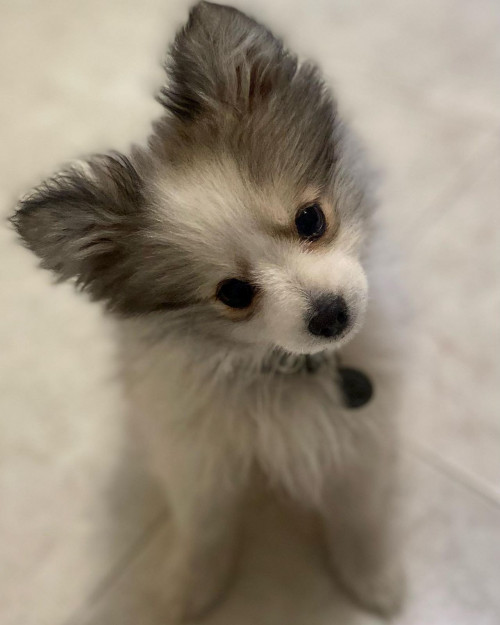 Kuma