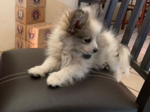 Kuma