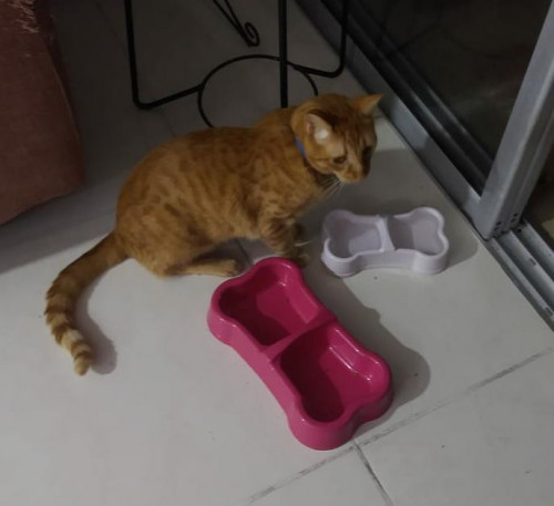 Piolín