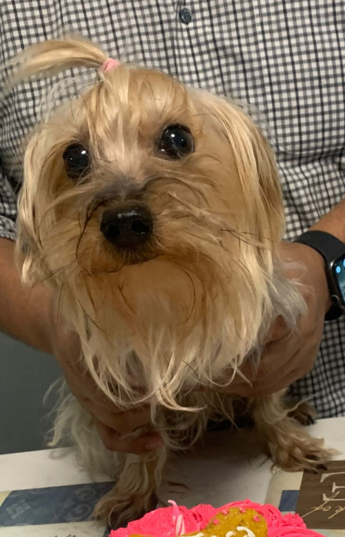 Muñeca