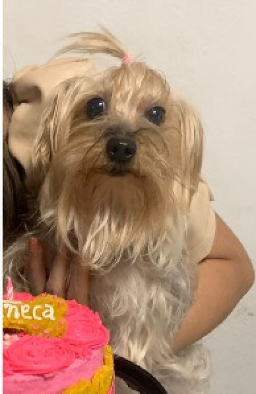 Muñeca