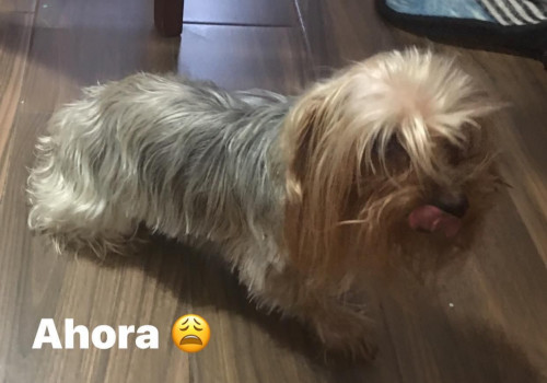 Muñeca