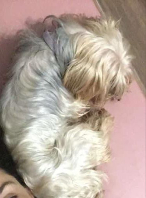 Muñeca