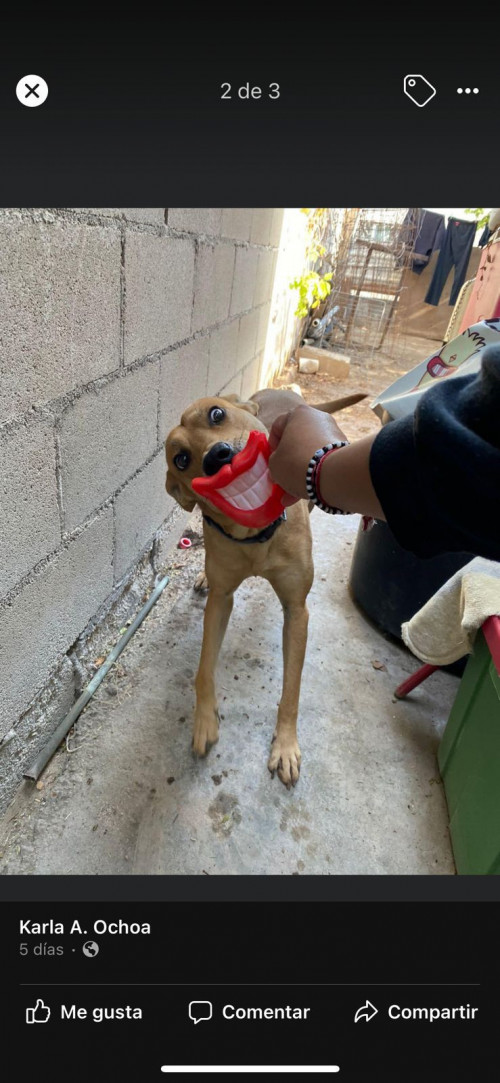 Huesos