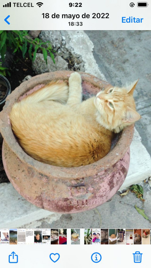 Luis